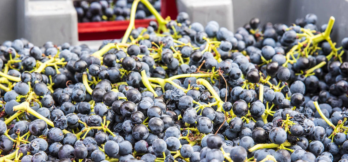grappe de syrah sur basalte à Pézenas
