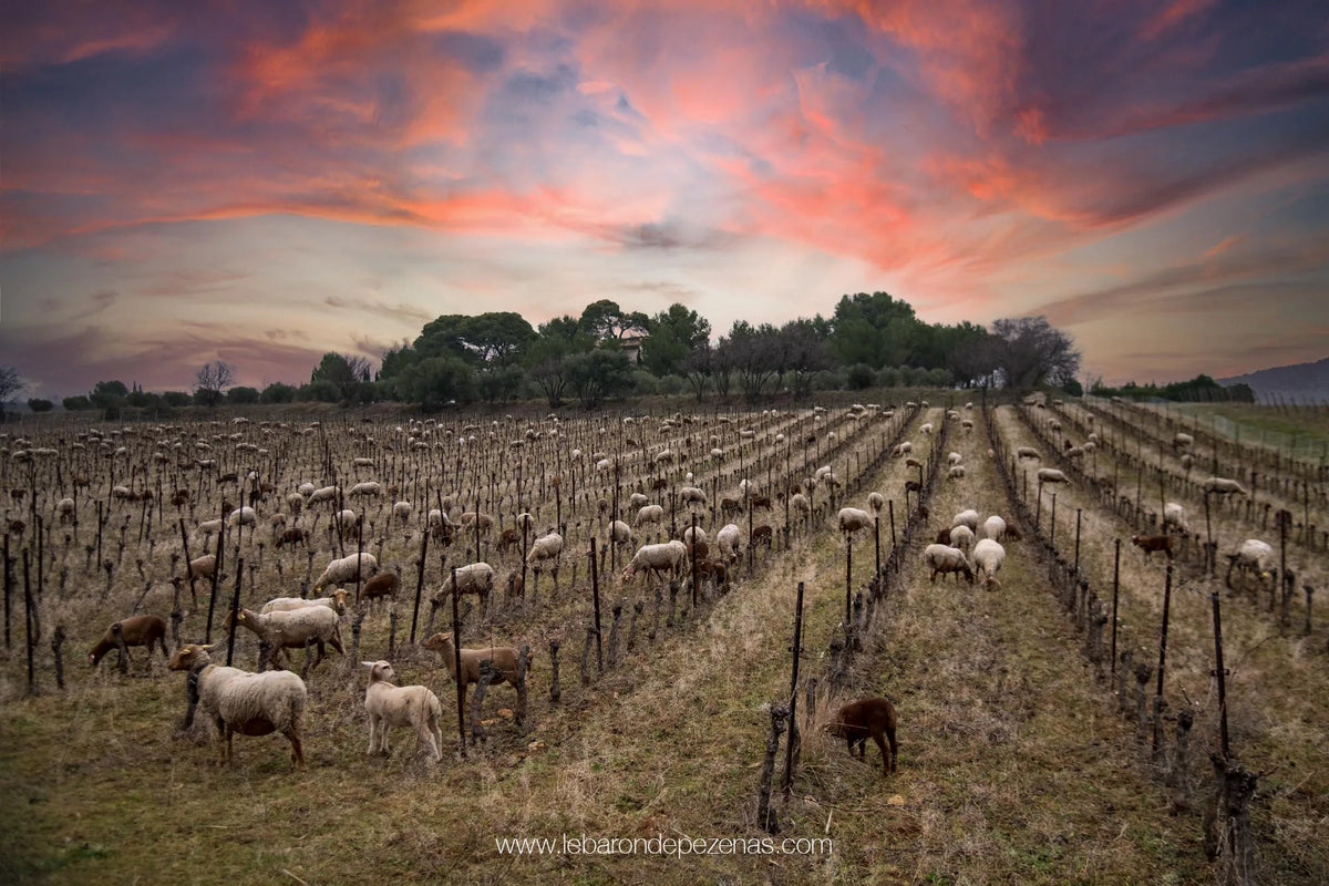 vignes mouton