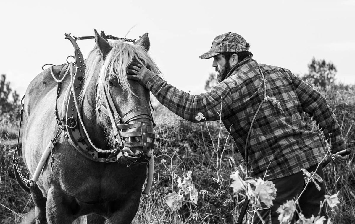 cheval de trait labour des vignes