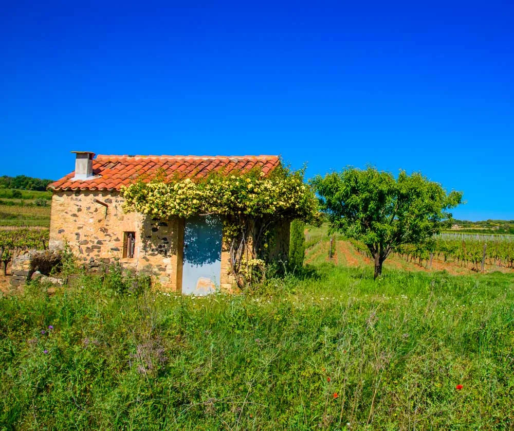 balade de mazet en mazet dans les vignes