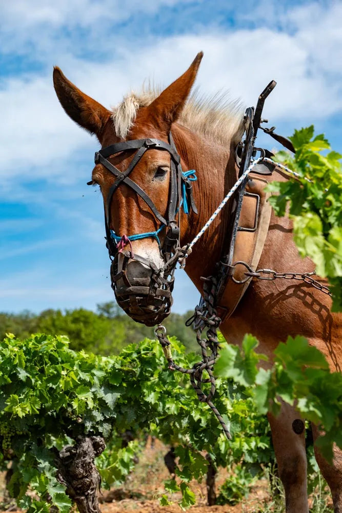 cheval de trait