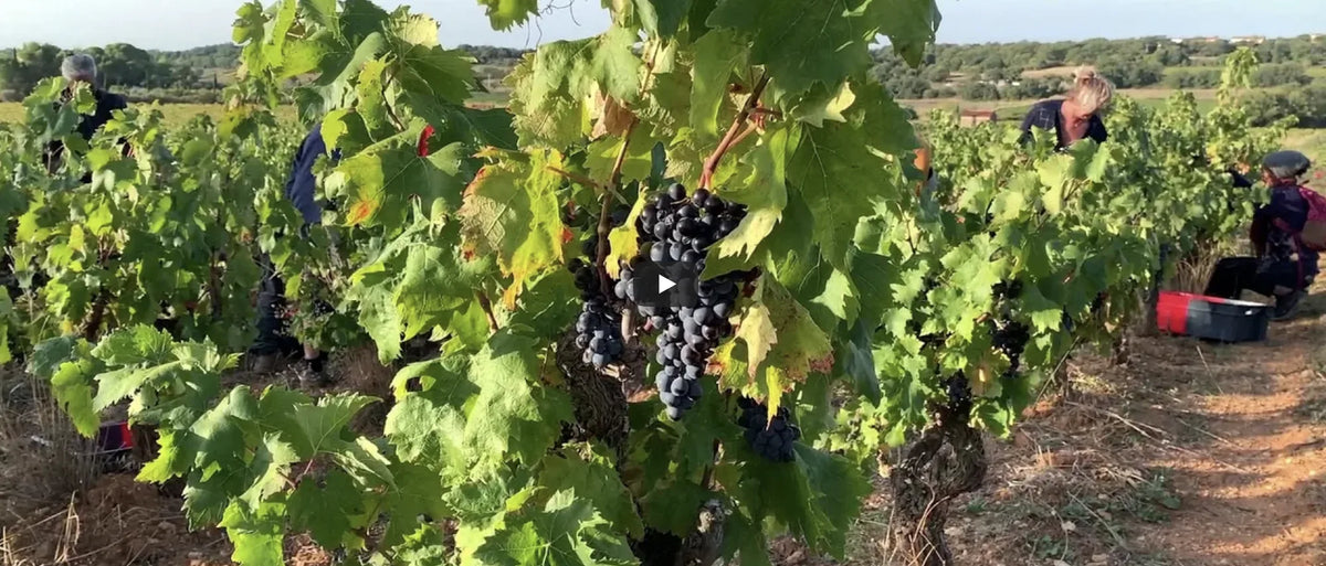vendanges-fontdesormes