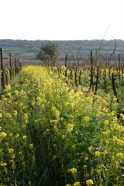 engrais vert biodiversité