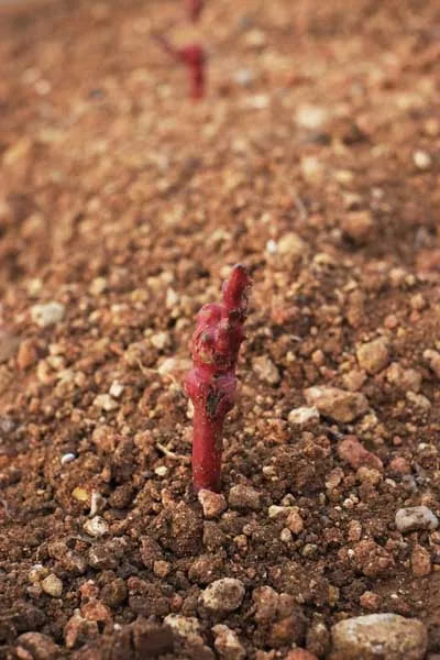 plantier vigne languedoc