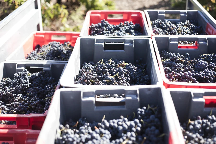 Cagettes de raisins noirs récoltés à la Font des Ormes lors des vendanges 2015