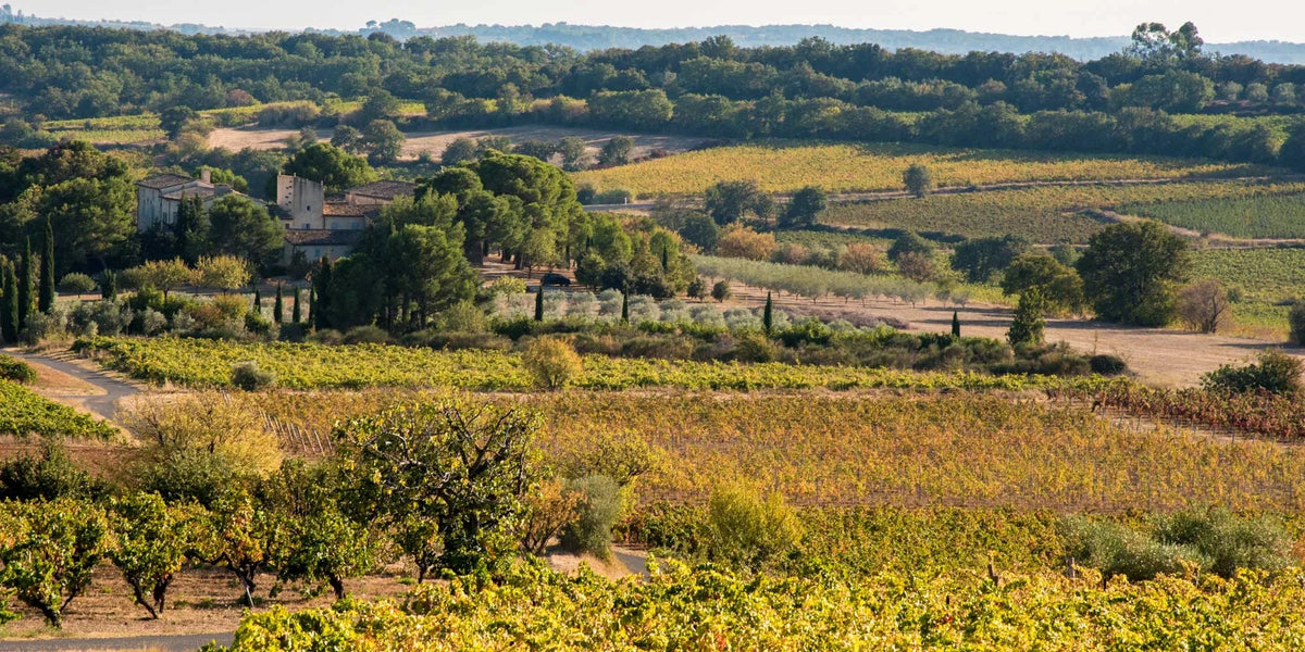 Le vignoble de la Font des Ormes sur les coulées de basalte, près de Caux