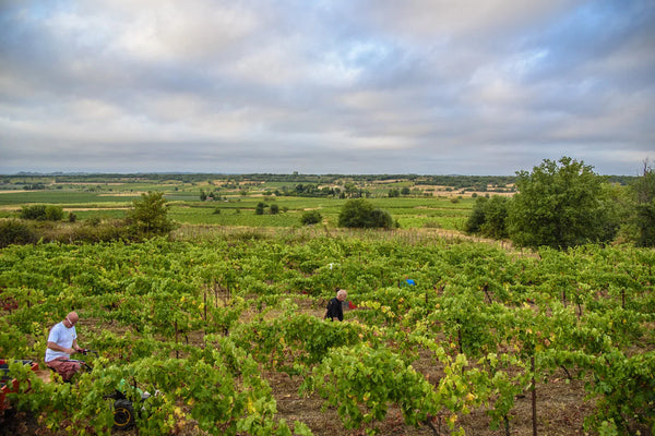 Les vignes du domaine et la plaine de l’Hérault, un jour de vendange