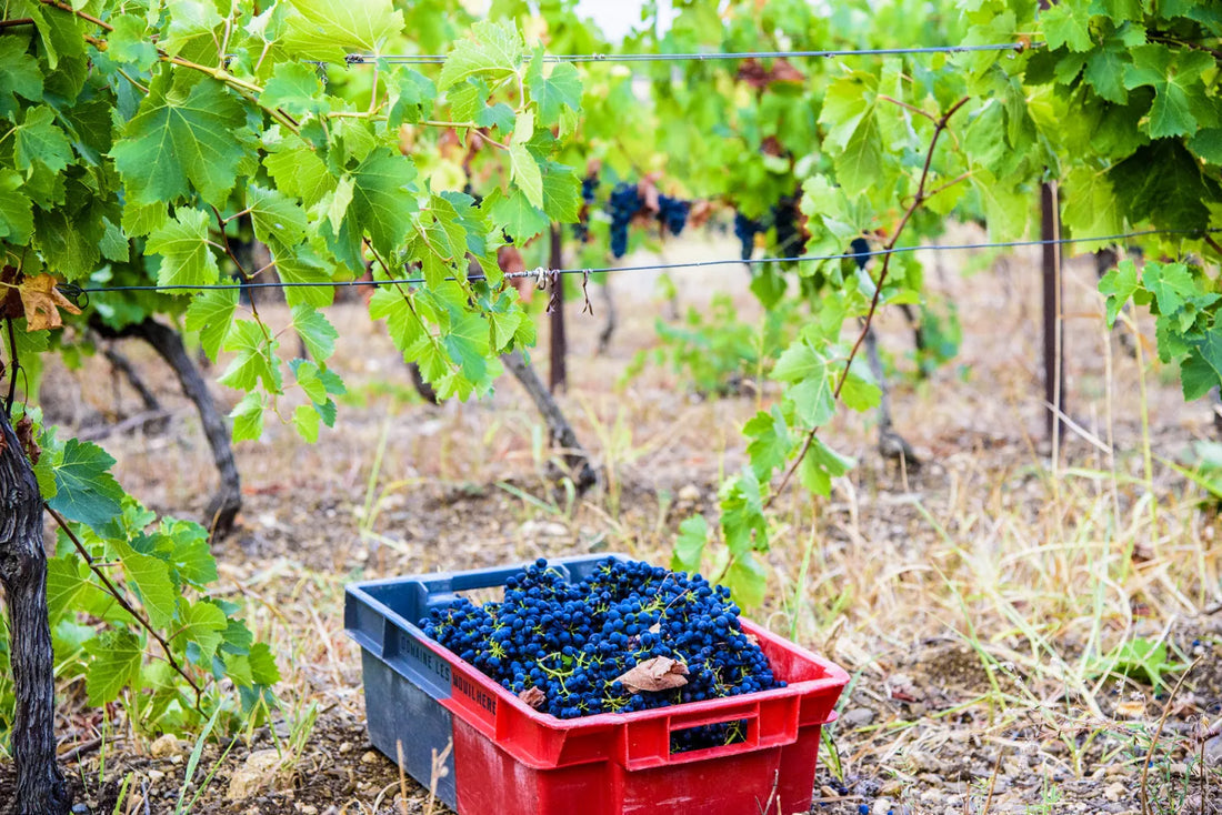 Grappes de raisin noir sur la souche, au-dessus d’une caisse de vendange