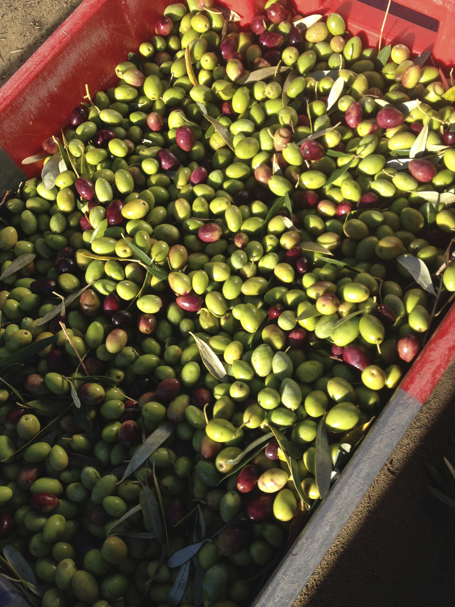 La récolte des olives en images pour une huile bio du domaine