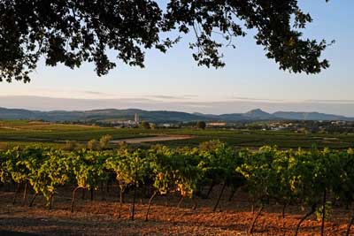 paysage viticole languedoc caux herault